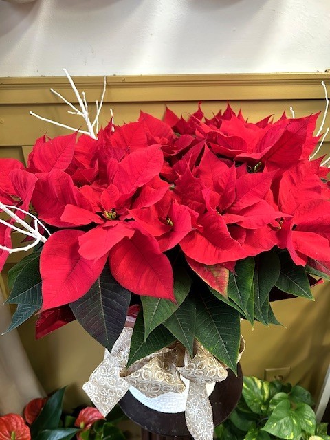 CMAS111. Decorated Large Poinsettia